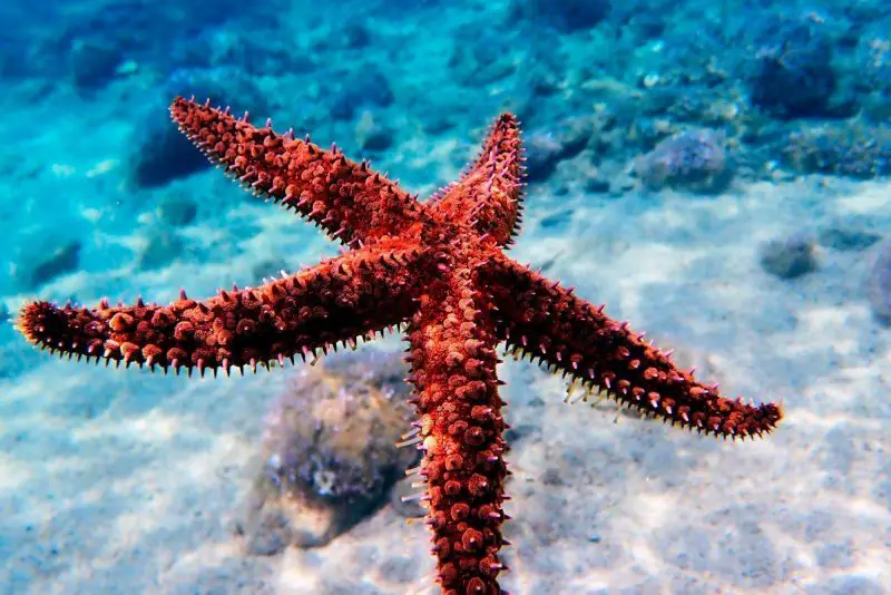 Starfish