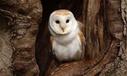 18 Fascinating Characteristics of Strigiformes