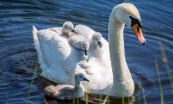 What Foods Are Best for Swans? Exploring Their Natural Diet