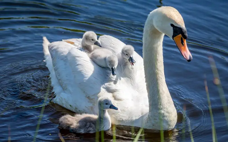 What Foods Are Best for Swans? Exploring Their Natural Diet