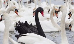 25 Fascinating Characteristics of Swans