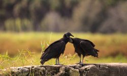 Discover the 7 Vultures Soaring Above Ohio
