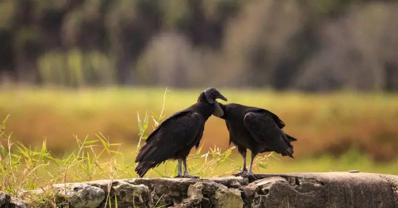 Discover the 7 Vultures Soaring Above Ohio