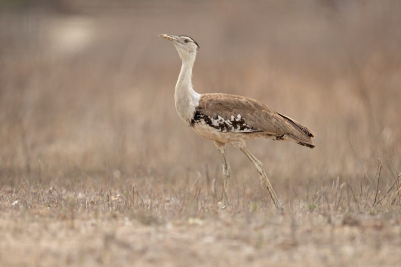The Australian Bustard