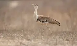 The Australian Bustard: Australia’s Sole Bustard Species