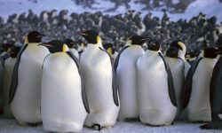 18 Amazing Emperor Penguin Adaptations