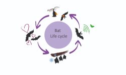 The Life Cycle of a Bat: From Pup to Night Hunter