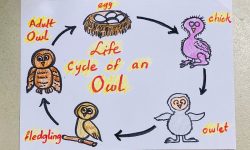 The Life Cycle of a Night Owl: From Egg to Predator