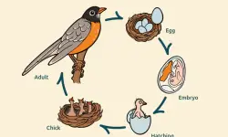 The Life Cycle of a Sparrow: From Egg to Airborne