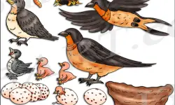 The Life Cycle of a Swallow: From Egg to Aerial Master