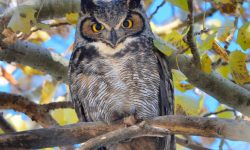 The Owl Life Cycle: From Silent Hatchling to Nocturnal Hunter
