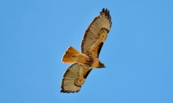 8 Characteristics of the Red-tailed Hawk