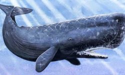 Exploring the Fish with the Biggest Brain in the World