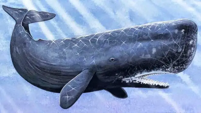 The Sperm Whale