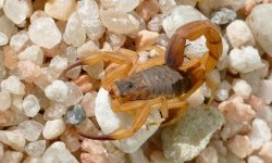 Deadly Brazilian Scorpion: What You Need to Know