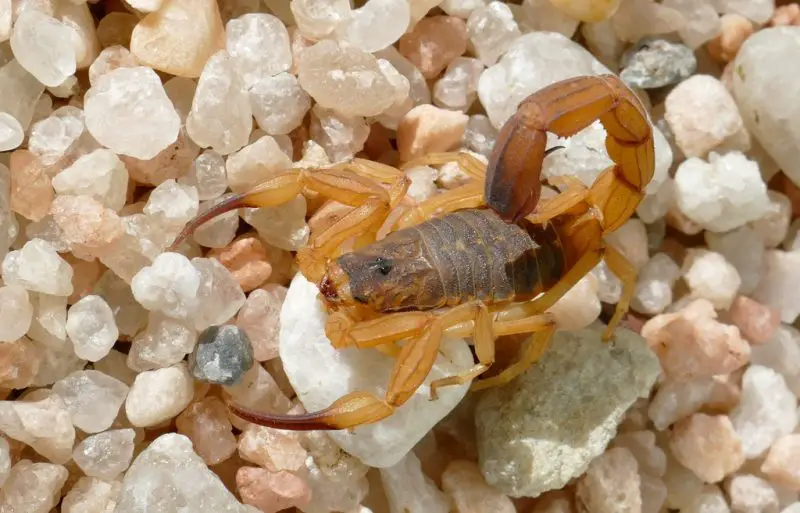 Tityus serrulatus