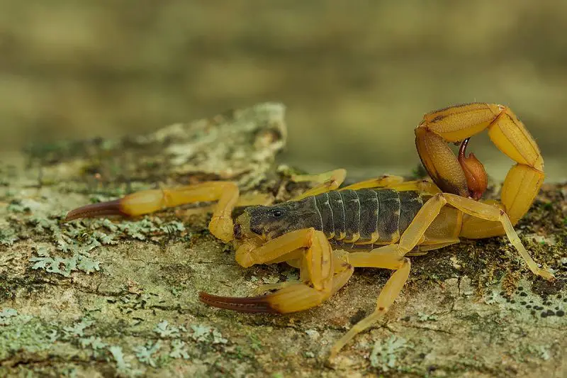 Tityus serrulatus 