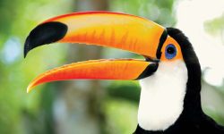 Why Do Toucans Have Such Big Beaks?