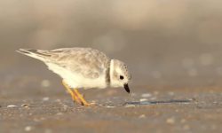 Top 5 Foods That Plovers Love to Eat (With Feeding Facts)