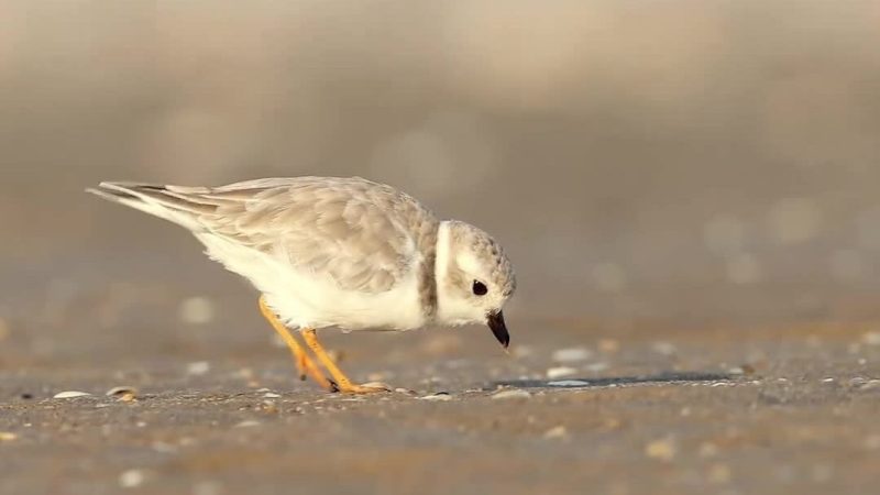 Top 5 Foods That Plovers Love to Eat