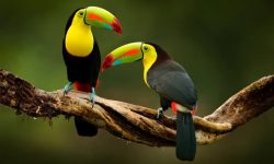 The Life Cycle of the Toco Toucan: From Egg to Canopy King