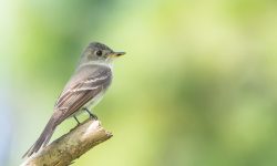 Tyrant Flycatchers: Insect Hunters with Aerial Precision