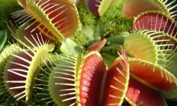 The World’s Most Terrifying Flower