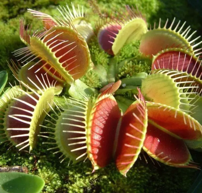 Venus Flytrap