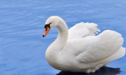 20 Facts About White Swan