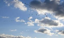 Why Do Birds Fly in a V With One Side Longer?