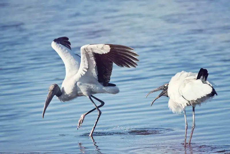 Wood Stork