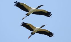 The Rare Stork of Michigan: Meet the Wandering Wood Stork