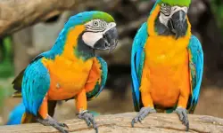 How to Take Care of a Yellow-Green Parrot and What to Feed It