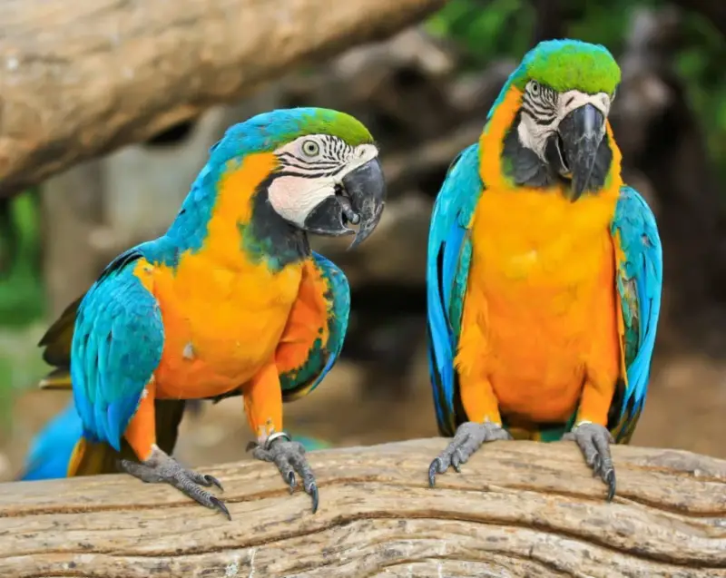 How to Take Care of a Yellow-Green Parrot and What to Feed It