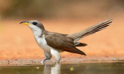 Which North American Bird Specializes in Eating Fuzzy Caterpillars?-Yellow-billed Cuckoo