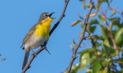 Why It’s Called the Yellow-breasted Chat? And 10 Foods This Songbird Loves