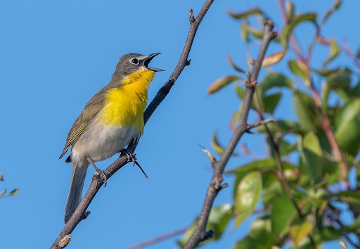 Why It’s Called the Yellow-breasted Chat? And 10 Foods This Songbird Loves