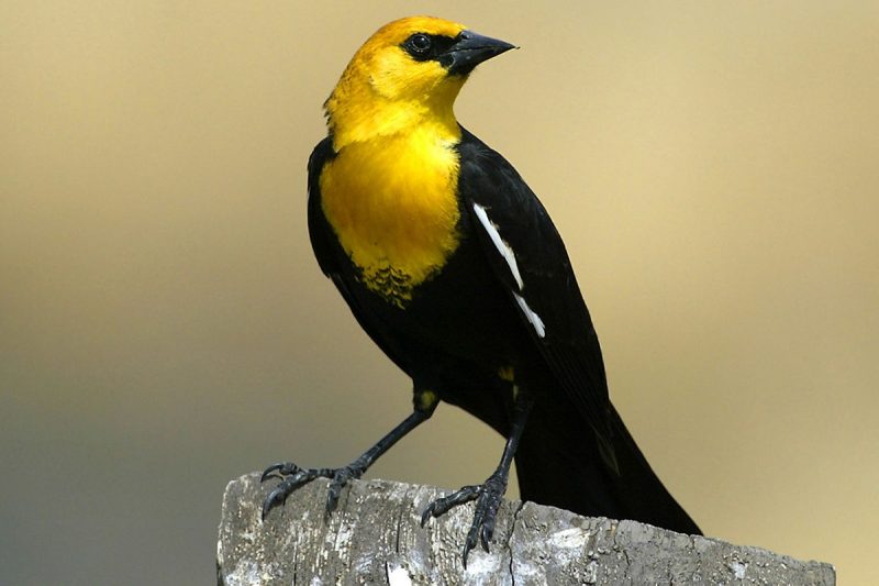 Though less common than its red-winged cousin, it’s a species that captivates birders and nature lovers alike.