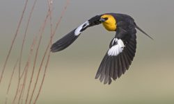 The Blackbird with a Golden Crown: Yellow-headed Beauty of the Marsh