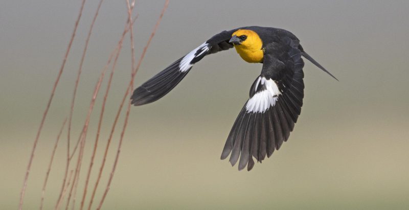 Yellow-headed Blackbird