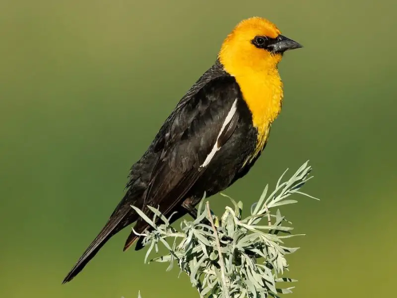 A Guide to 7 Blackbirds Found in Michigan