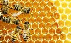 The World’s Greatest Nest Builder in the Animal Kingdom