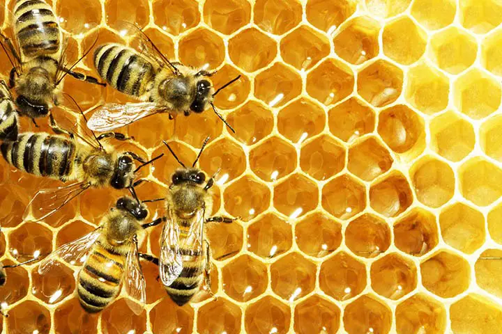 bees