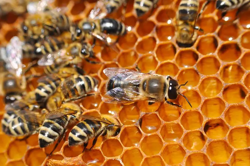 bees