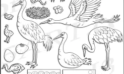 The Life Cycle of the Crane: From Egg to Majestic Migrant