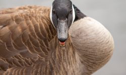 Do Geese Have Teeth? And Can They Bite You?