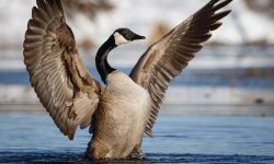 25 Fascinating Characteristics of Geese
