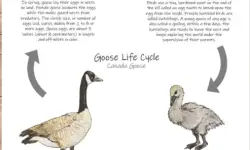 The Complete Life Cycle of a Goose: From Egg to Migration