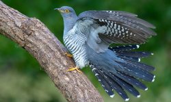 The Life of the Gowk: From Egg to Echo