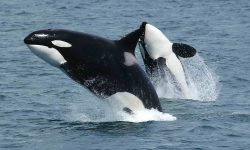 Earth’s Most Dangerous Sea Mammal Revealed
